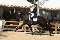 BIENVENUE AUX ECURIES MARTI